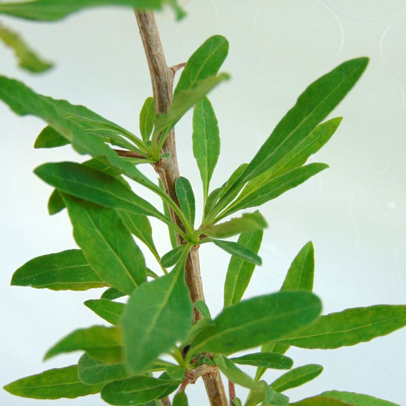 Goji Sweet Lifeberry - Lycium barbarum (Foliage)