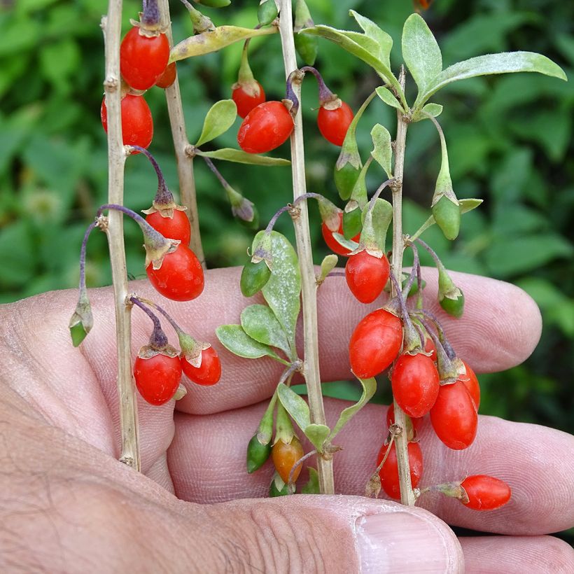 Goji Sweet Lifeberry - Lycium barbarum (Harvest)
