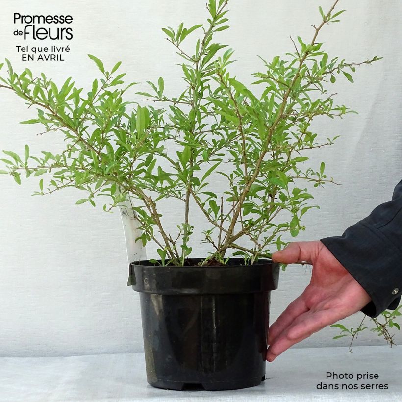 Example of Goji Sweet Lifeberry - Lycium barbarum Pot de 1,5L/2L, Touffe as you get in printemps