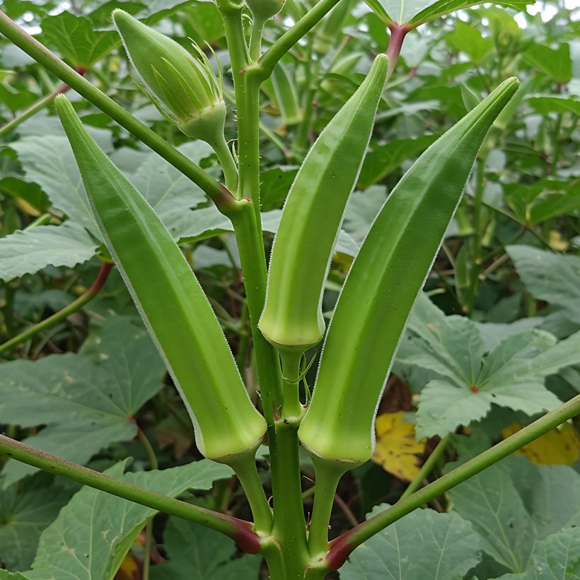 Gombo Okra - Abelmoschus esculentus (Plant habit)