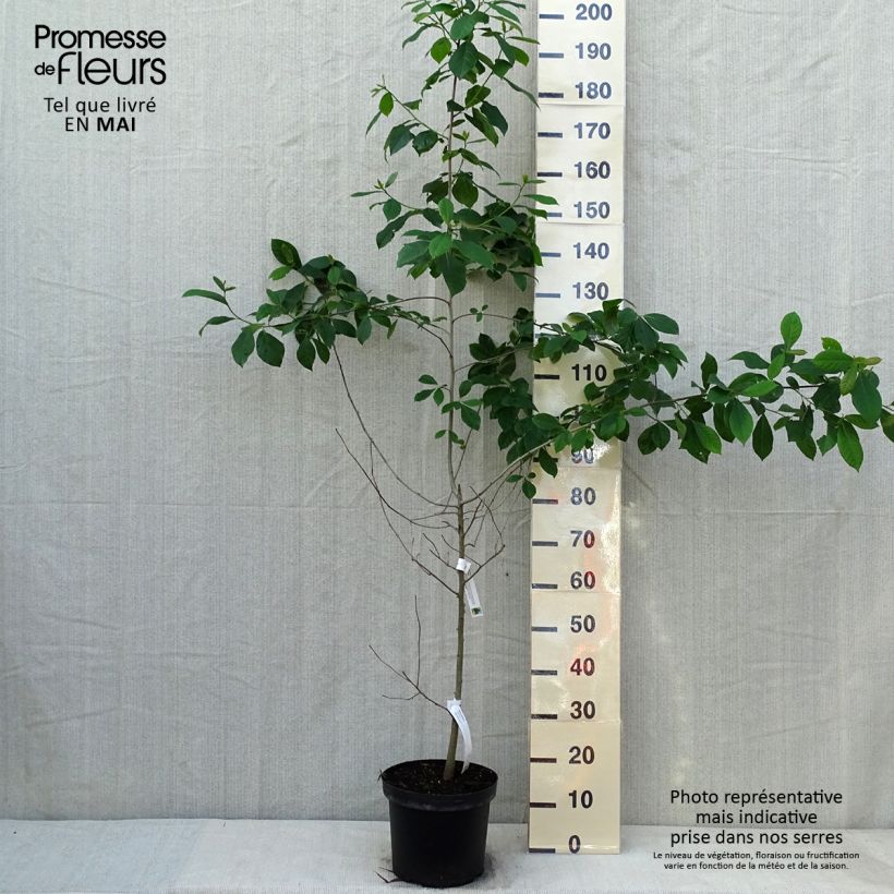 Example of Gommier noir - Nyssa sylvatica Pot de 7,5L/10L as you get in printemps