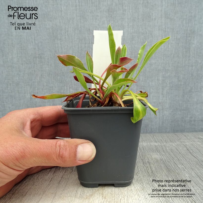 Example of Goniolimon collinum Godet de 8/9 cm as you get in printemps