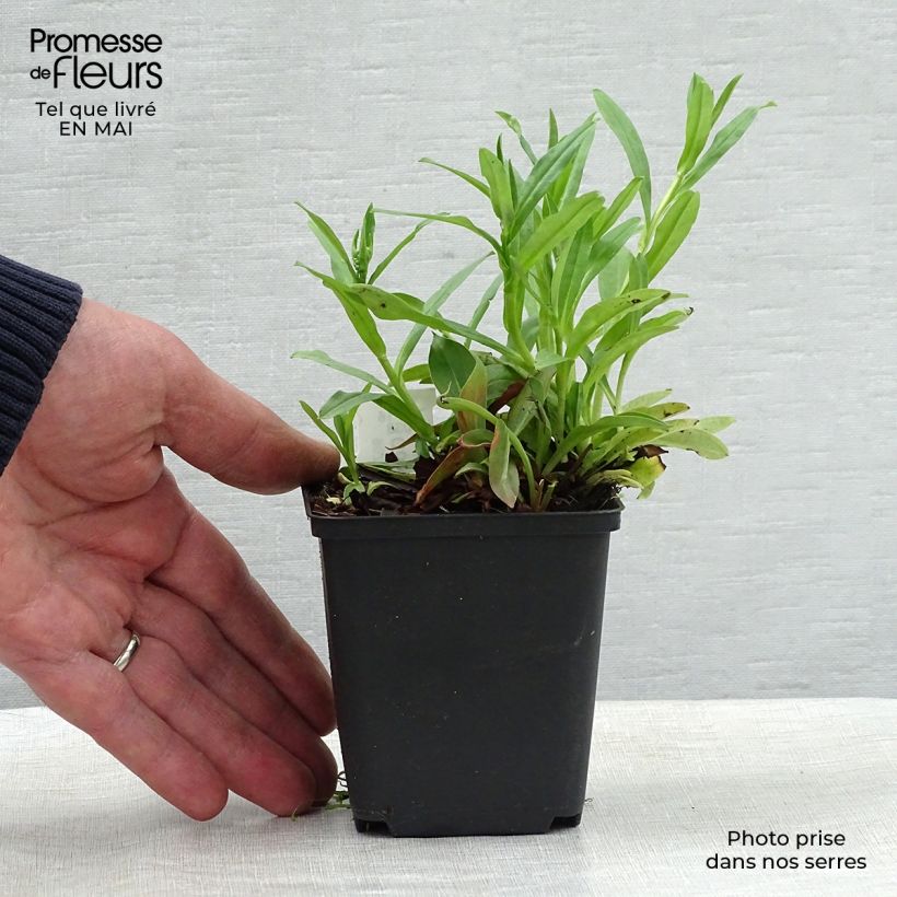 Example of Goniolimon tataricum - Limonium - Statice vivace Godet de 8/9 cm as you get in printemps