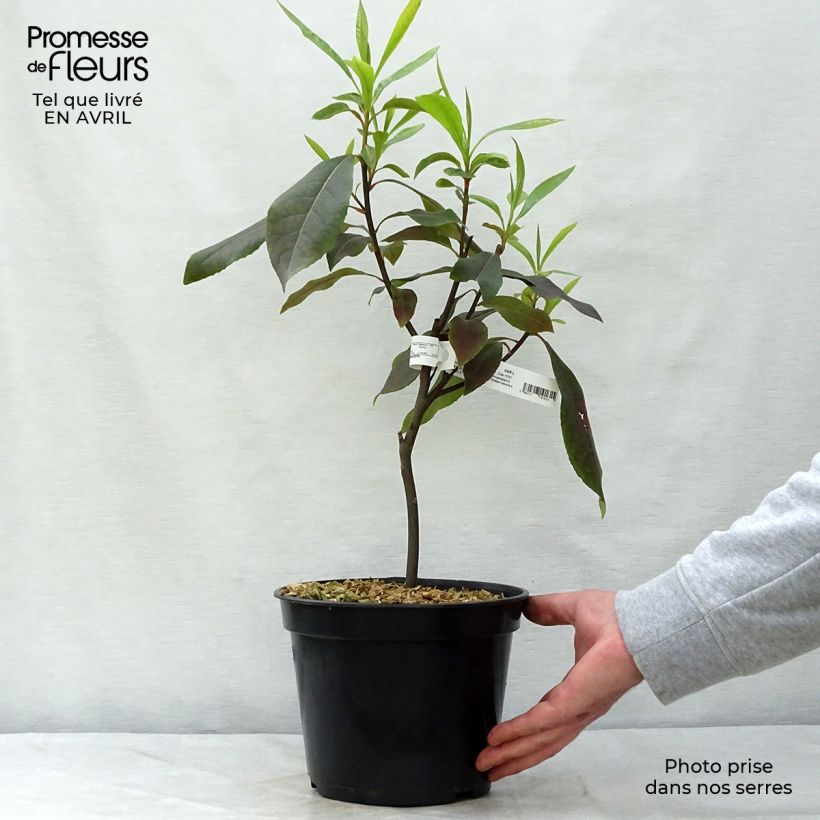 Example of Gordlinia grandiflora Pot de 3L/4L as you get in printemps