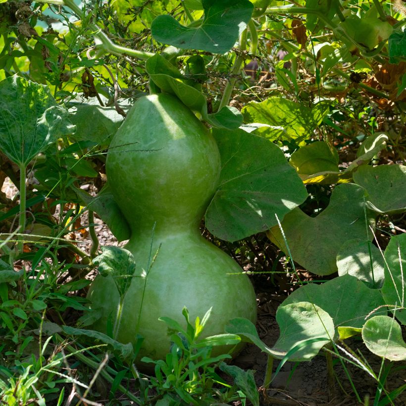 Gourde Pélerine ou Calebasse Bio - Ferme de Sainte Marthe (Foliage)