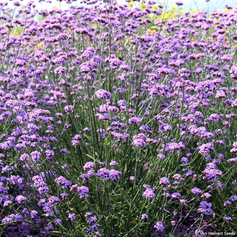 Graines Verveine de Buenos-Aires Vanity - Verbena bonariensis (Plant habit)