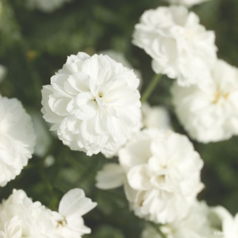 Graines d'Achillée ptarmica Marshmallow (graines enrobées) (Floraison)