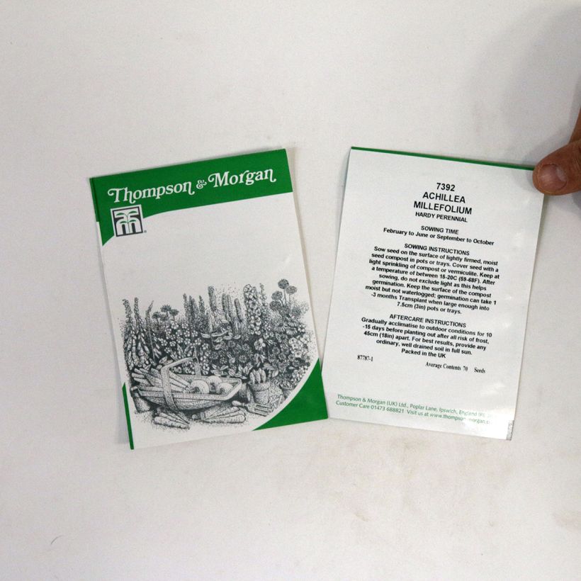 Exemple de spécimen de Graines d'Achillée millefolium Cassis rouge cerise le sachet de +/- 5100 graines environ (minimum 1g) tel que livré