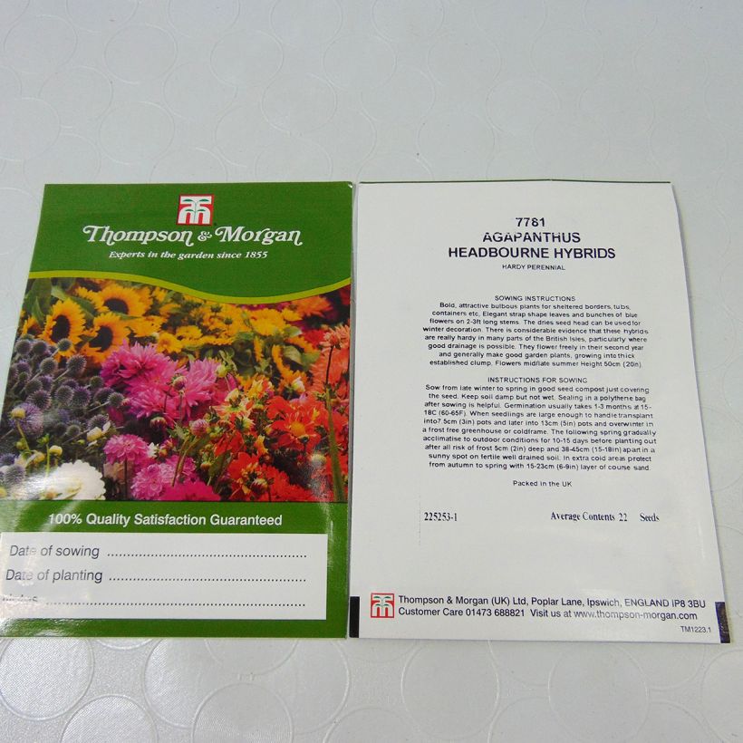 Exemple de spécimen de Graines d'Agapanthe Headbourne Hybrids le sachet de 22 graines environ tel que livré