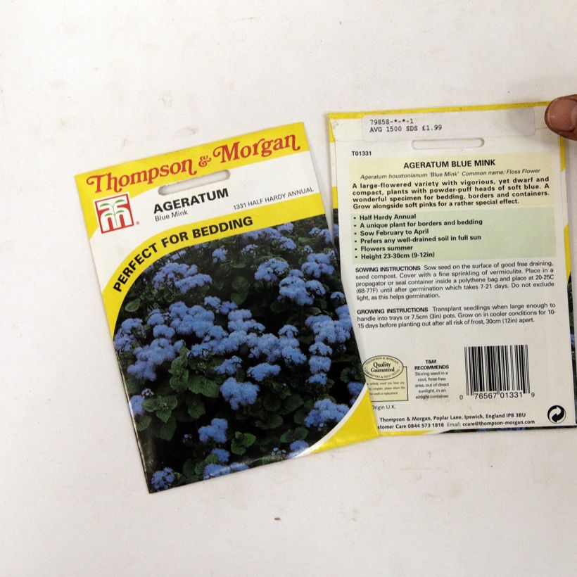 Exemple de spécimen de Graines d'Agératum du Mexique Blue Mink. le sachet de 1500 graines environ tel que livré