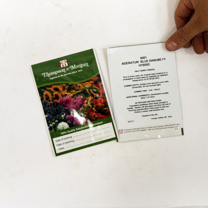Exemple de spécimen de Graines d'Agératum du Mexique Blue Danube F1 le sachet de 100 graines environ tel que livré