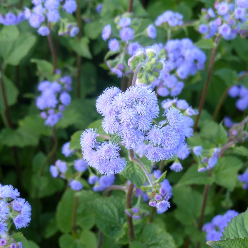 Graines d'Ageratum du Mexique Bouquet Bleu (Bouquet Blue) (Flowering)