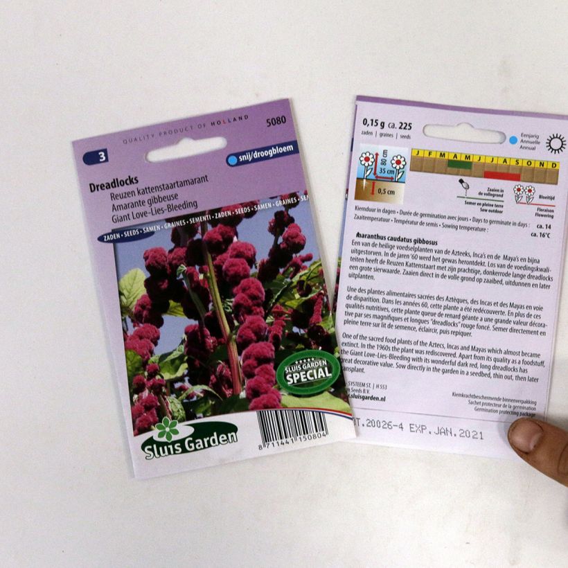 Example of Graines d'Amarante queue-de-renard Dreadlocks le sachet de +/- 500 graines environ (minimum 0,4g) as you get