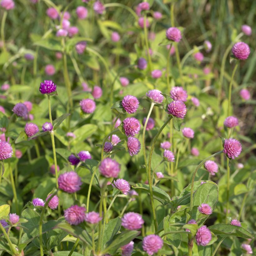 Graines d'Amarantine globuleuse Salmon Pastel - Gomphrena globosa (Flowering)