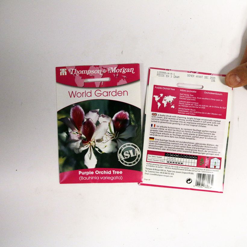 Example of Graines d’Arbre aux Orchidées - Bauhinia variegata le sachet de 5 graines environ as you get