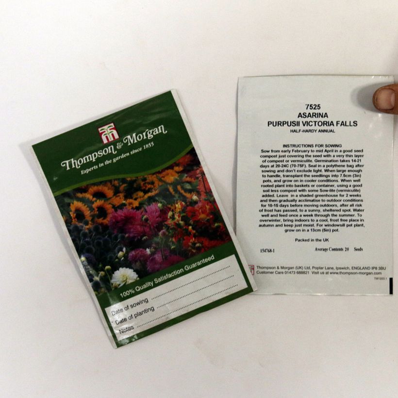 Exemple de spécimen de Graines d'Asarina purpusii Victoria Falls - Asarine grimpante rouge violacé le sachet de 20 graines environ tel que livré