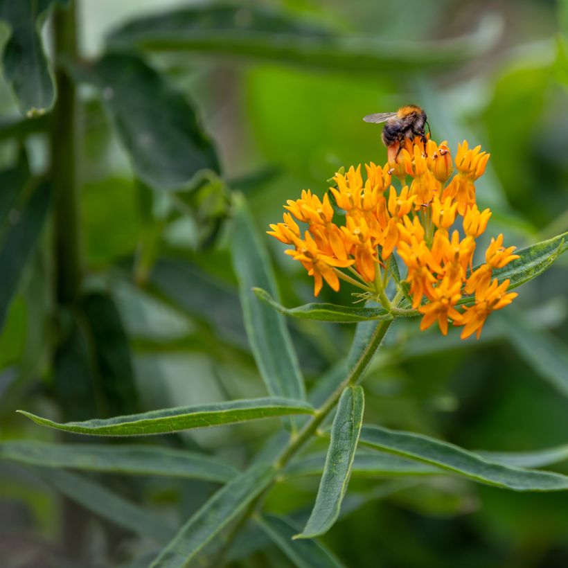 Graines d'Asclépiade tubéreuse - Asclepias tuberosa (Flowering)