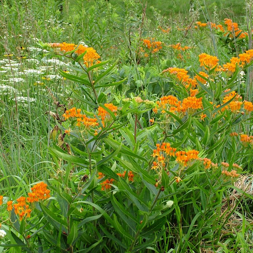 Graines d'Asclépiade tubéreuse - Asclepias tuberosa (Plant habit)