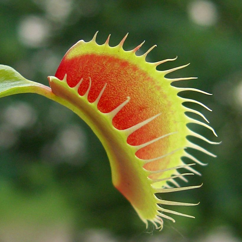 Graines d'Attrape-mouches - Dionaea muscipula (Foliage)