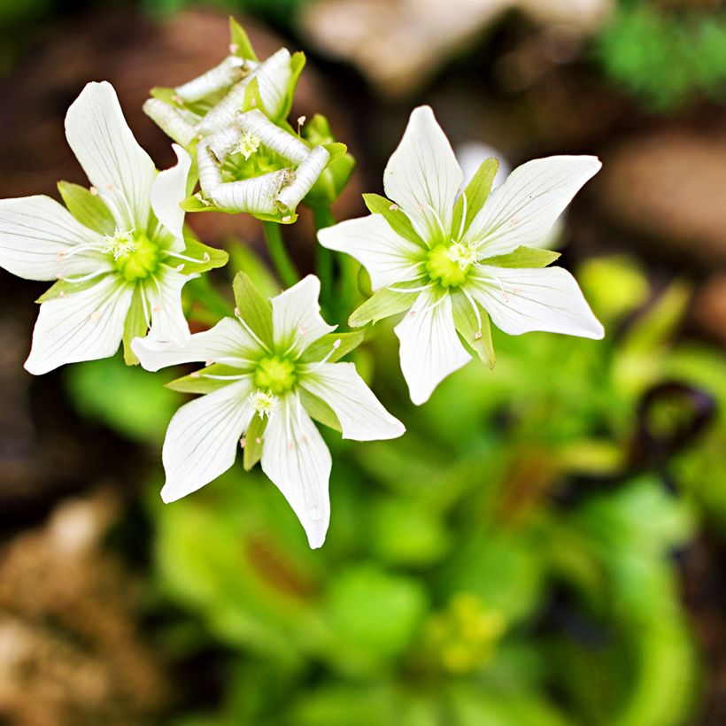 Graines d'Attrape-mouches - Dionaea muscipula (Flowering)