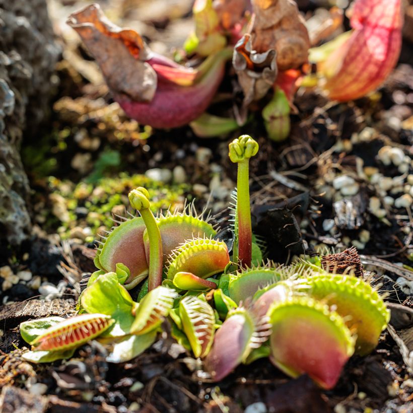 Graines d'Attrape-mouches - Dionaea muscipula (Plant habit)