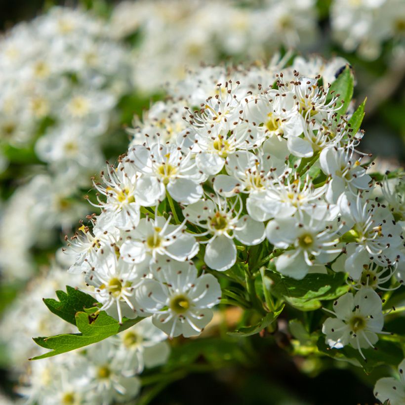 Graines d'Aubépine - Crataegus monogyna (Flowering)