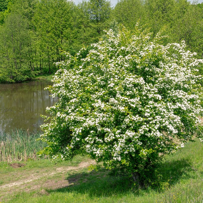 Graines d'Aubépine - Crataegus monogyna (Plant habit)