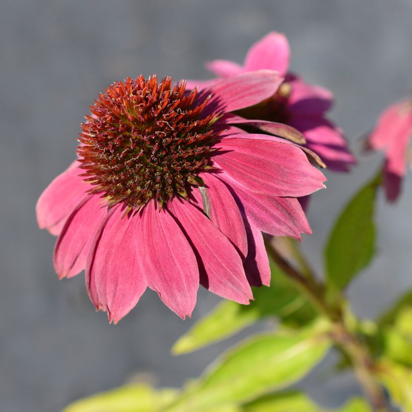 Graines d'Echinacea Pow Wow Wild Berry - Rudbeckia pourpre (Flowering)