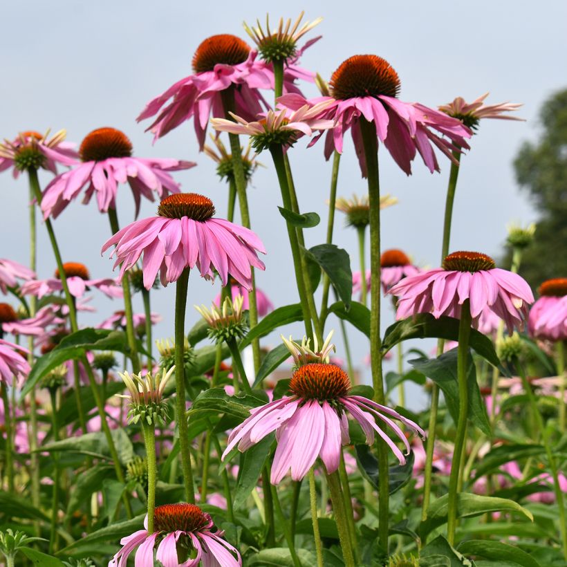 Graines d'Echinacea purpurea Magnus - Rudbeckia pourpre  (Plant habit)