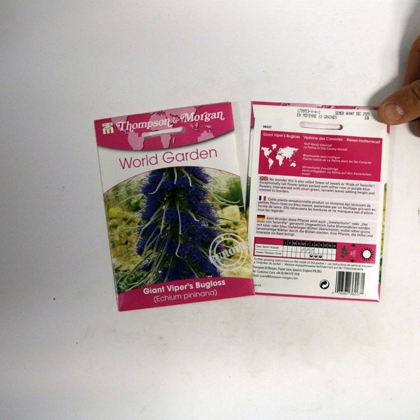 Exemple de spécimen de Graines d'Echium pininana - Vipérine des Canaries le sachet de 10 graines environ tel que livré