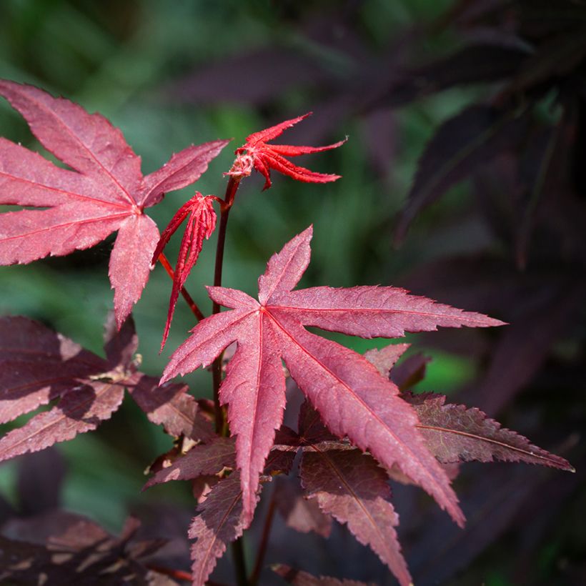 Graines d'Erable du Japon - Acer palmatum Atropurpureum (Foliage)