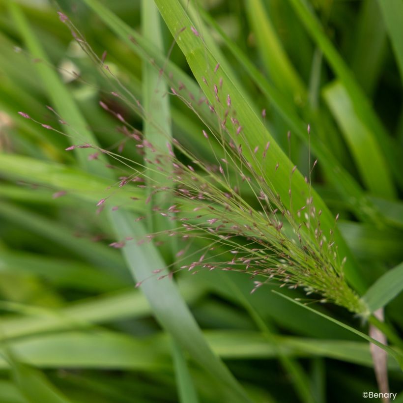 Graines d'Eragrostis spectabilis Snuggy - Herbe d'amour (Flowering)