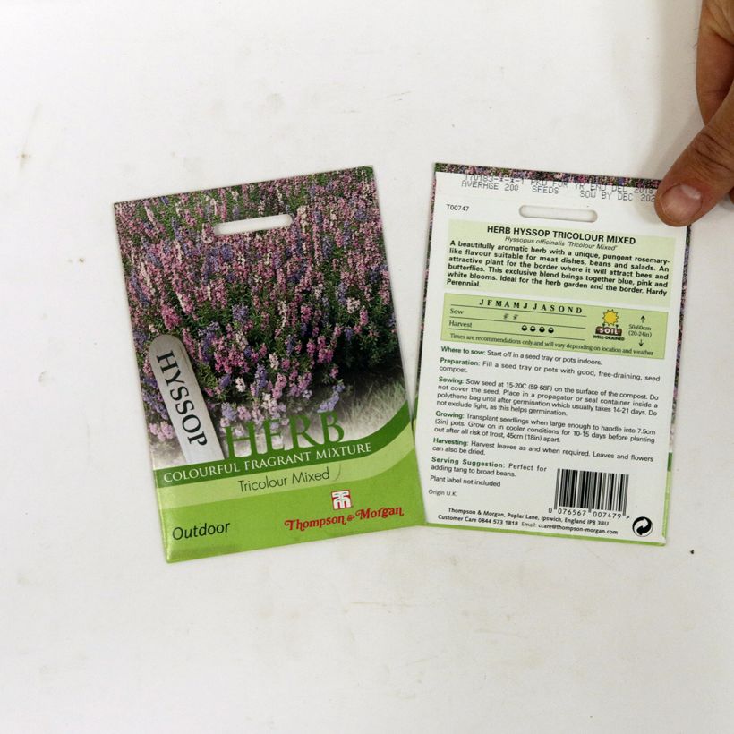 Exemple de spécimen de Graines d'Hysope officinale Tricolour Mixed - Hyssopus officinalis le sachet de 200 graines environ tel que livré