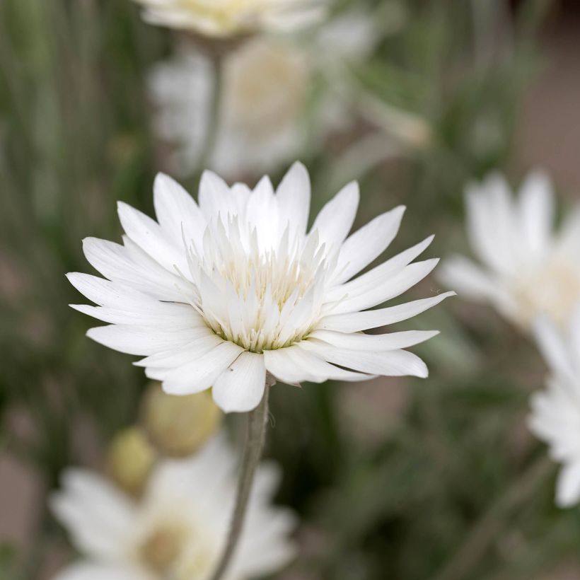 Graines d'Immortelle annuelle - Xeranthemum Superbissimum Album (Flowering)