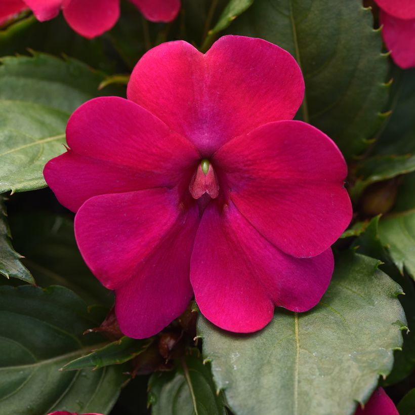 Graines d'Impatiens Solarscape Magenta Bliss (Floraison)