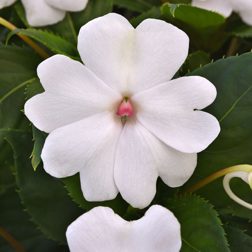 Graines d'Impatiens Solarscape White Pearl (Flowering)