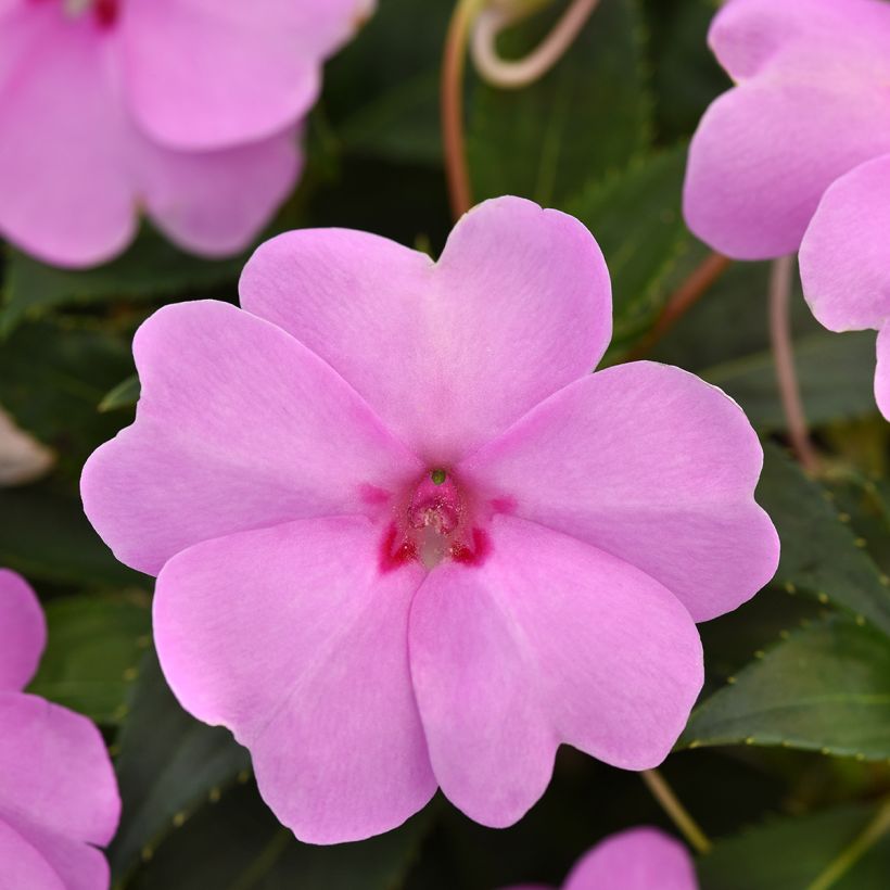Graines d'Impatiens Solarscape XL Lilac Spark (Floraison)