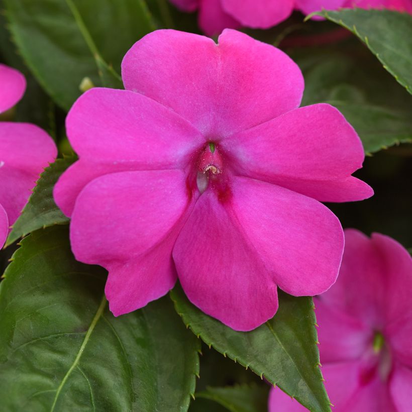 Graines d'Impatiens Solarscape XL Pink Jewel (Floraison)