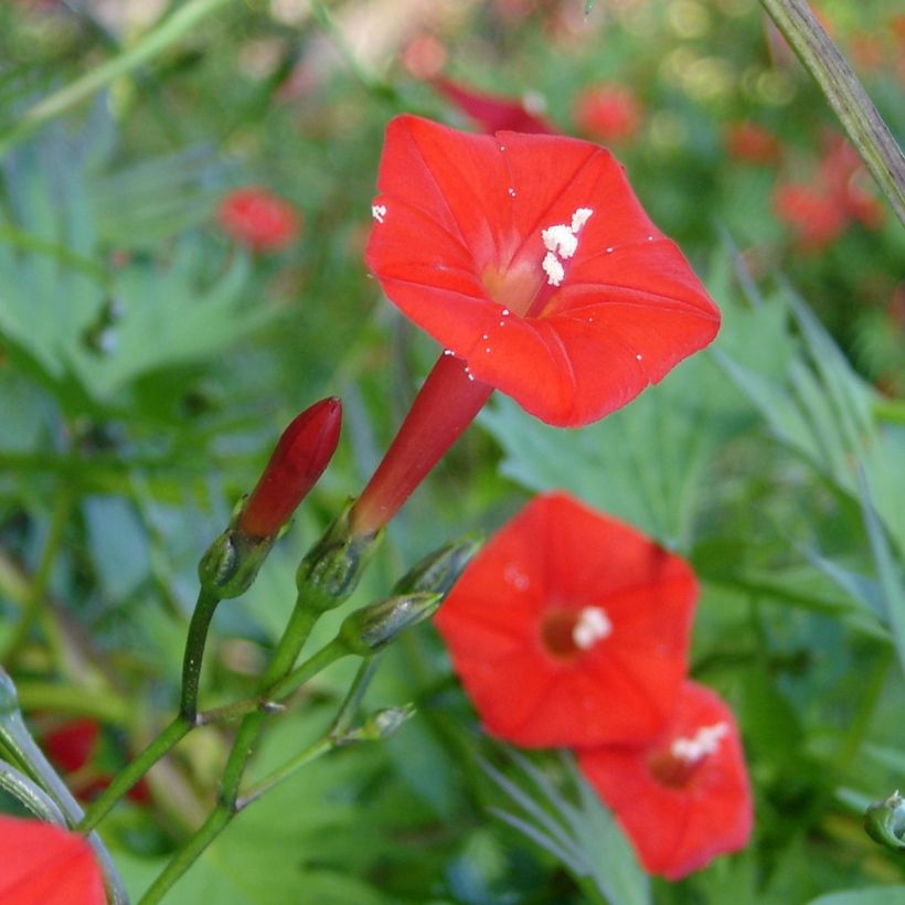 Graines d'Ipomée Cardinal Climber - Ipomoea x multifida (Flowering)