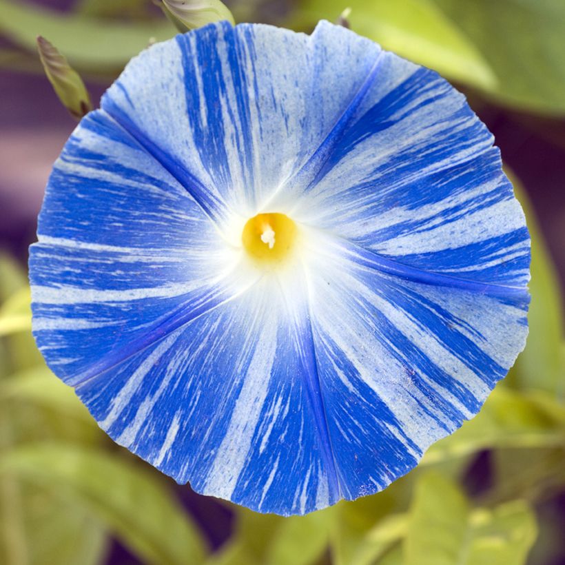 Graines d'Ipomée Flying Saucer - Ipomoea tricolor (Flowering)