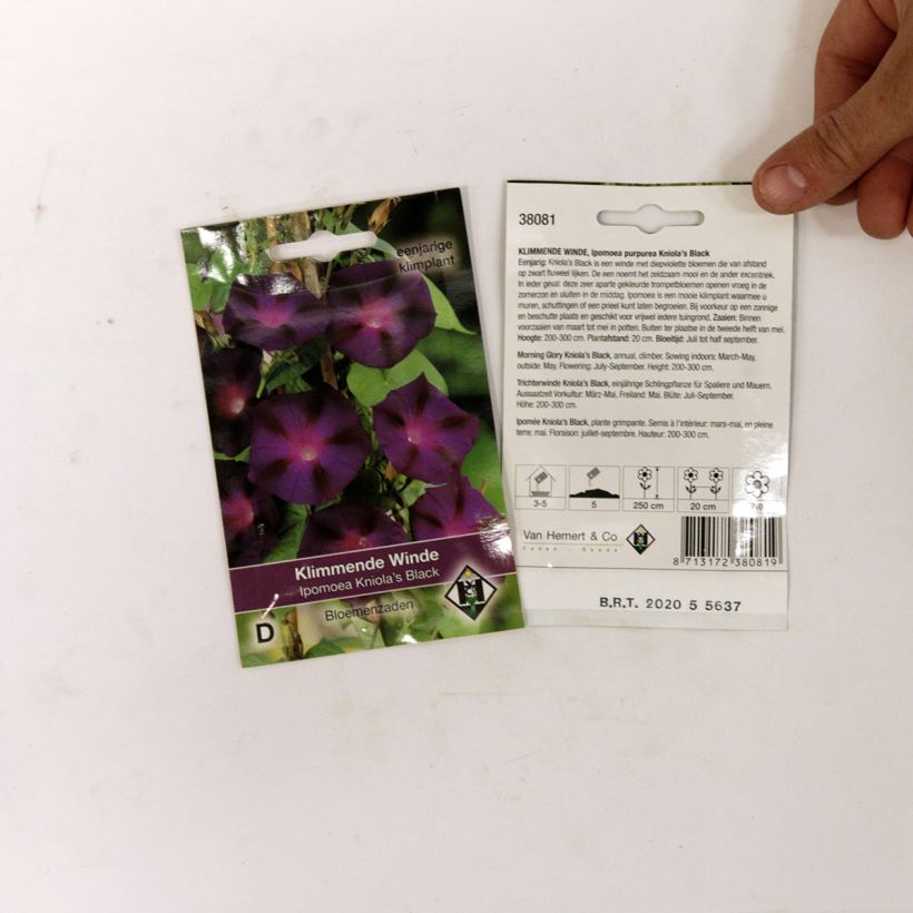 Example of Graines d'Ipomée Kniola's Black - Ipomoea purpurea le sachet de 80 graines environ (2g) as you get