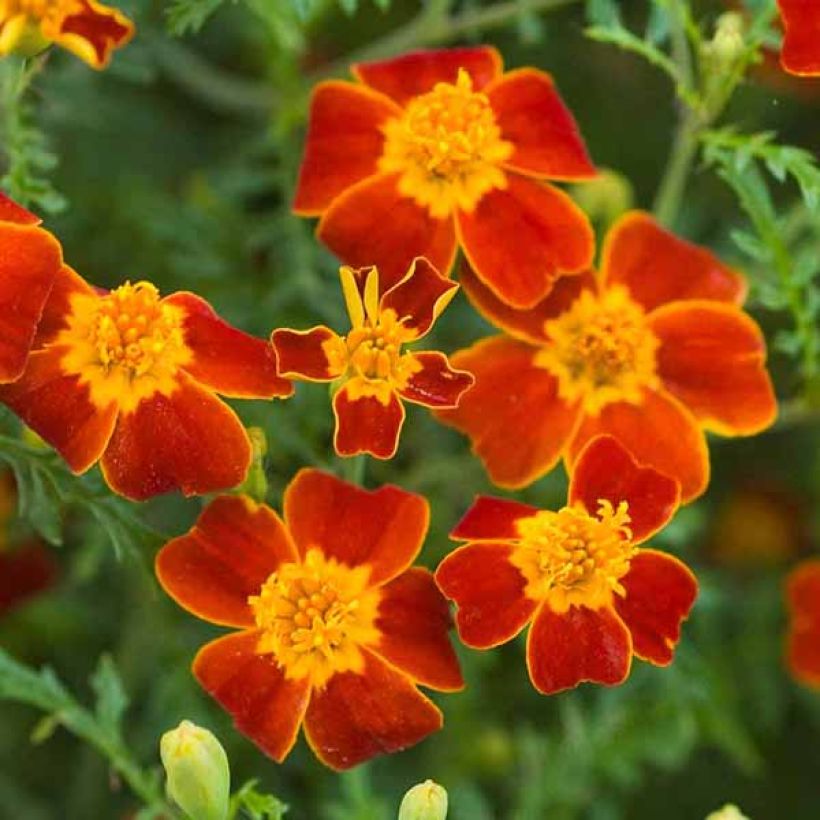 Graines d'Oeillet d'Inde signata Paprika - Tagetes tenuifolia (Flowering)