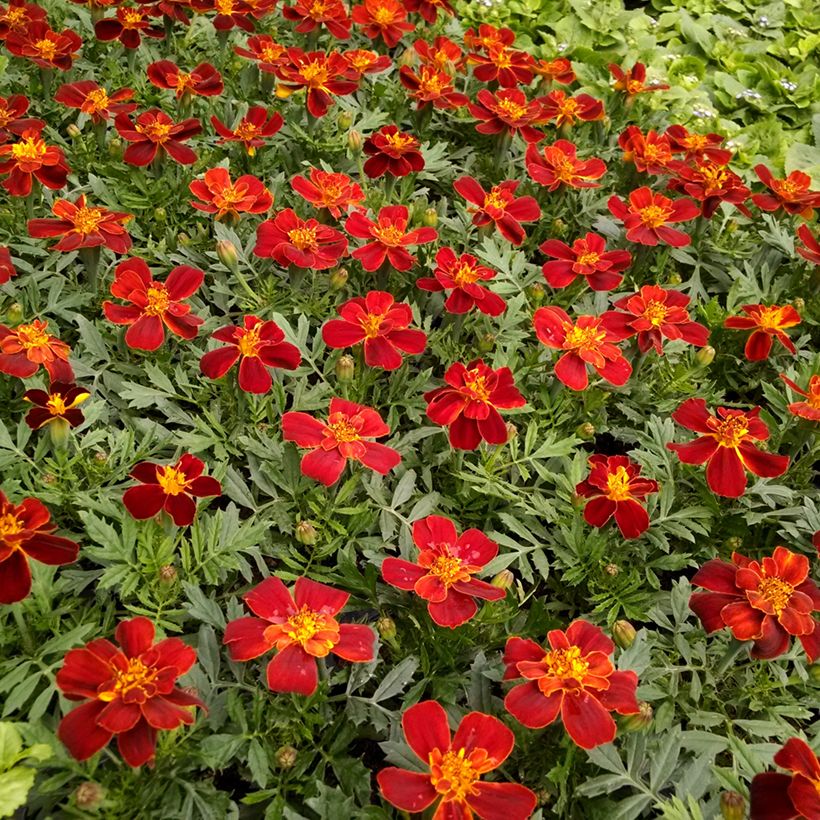 Graines d'Oeillet d’Inde Durango Red - Tagetes patula (Flowering)