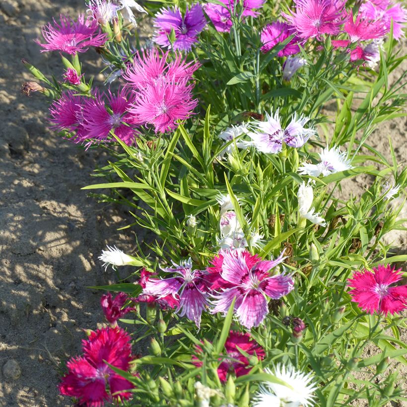 Graines d'Oeillet superbe Spooky mix - Dianthus superbus (Port)