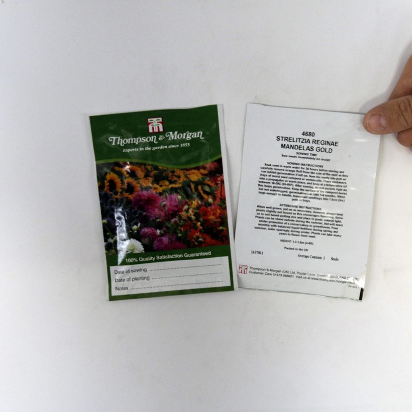 Exemple de spécimen de Graines d’Oiseau de Paradis jaune - Strelitzia reginae Mandela’s Gold le sachet de 3 graines environ tel que livré