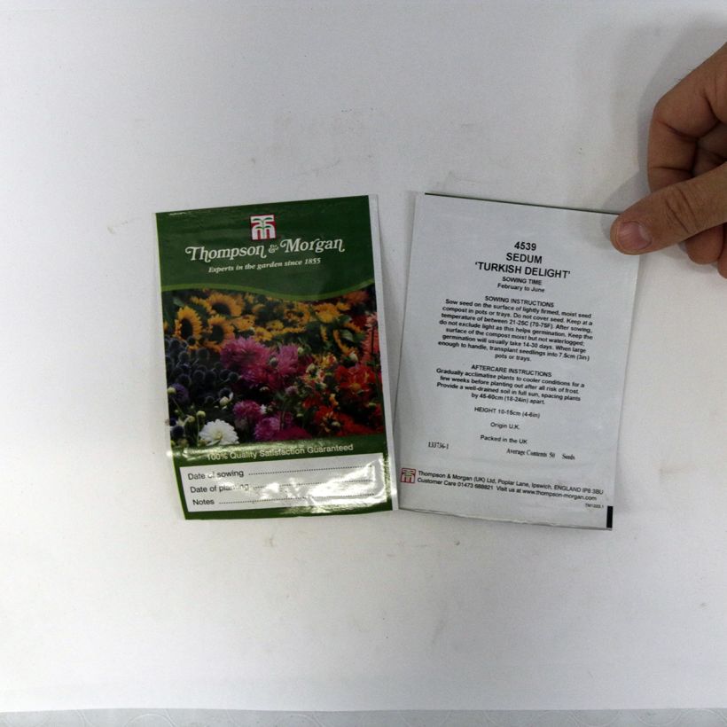 Example of Graines de Sedum ussuriense Turkish Delight - Orpin le sachet de 50 graines environ as you get