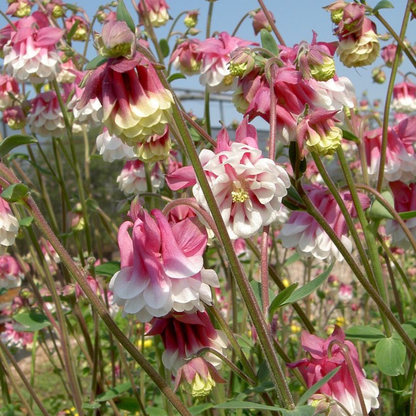 Graines d'ancolie des jardins Pink Petticoat - Aquilegia vulgaris (Flowering)
