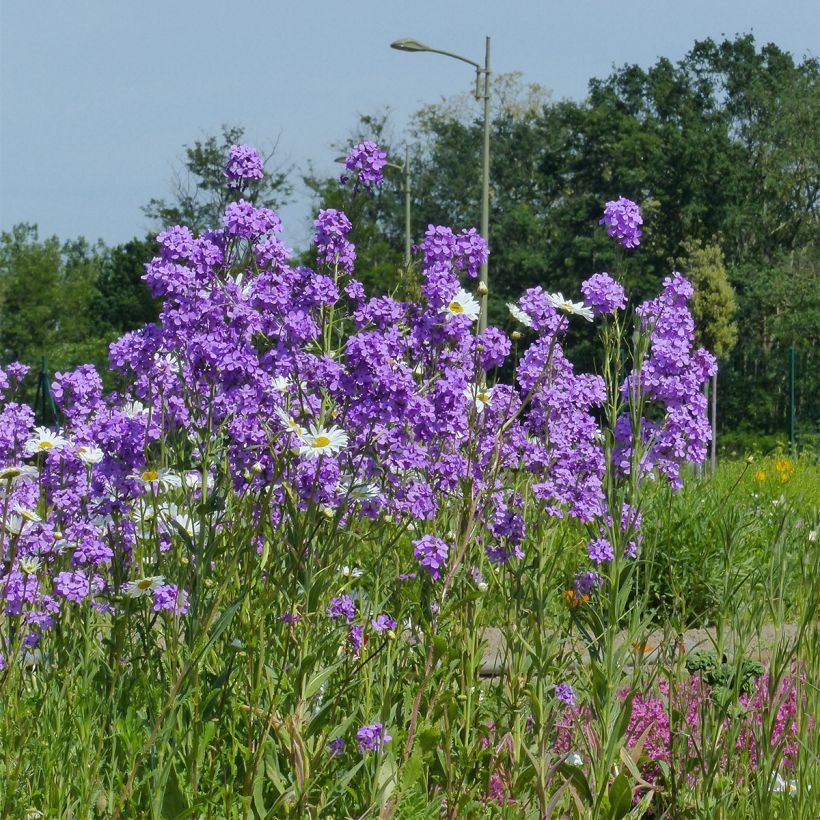 Graines de Julienne des Dames - Hesperis matronalis (Plant habit)