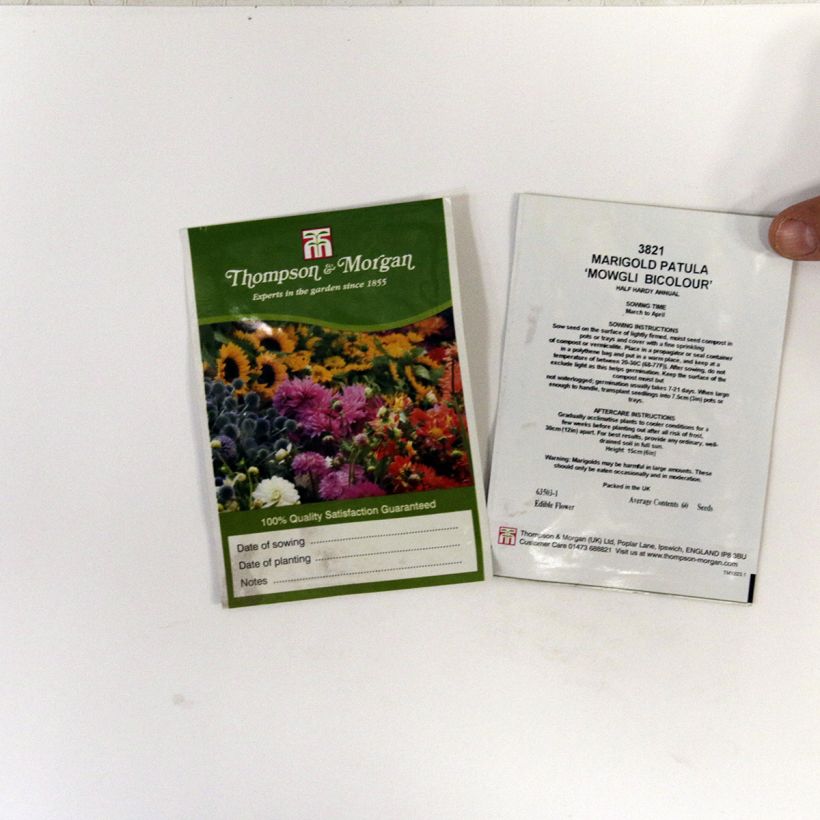 Exemple de spécimen de Graines d'Oeillet d’Inde Mowgli Bicolour - Tagetes patula le sachet de 60 graines environ tel que livré