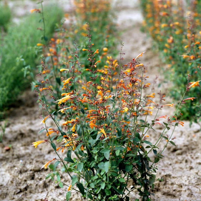 Graines d'Agastache aurantiaca Navajo Sunset (Plant habit)